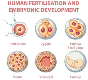 Read more about the article What Is FET in IVF? Your Complete Guide to Frozen Embryo Transfer
