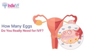 Read more about the article How Many Eggs Fertilize in IVF? The Truth Behind the Numbers