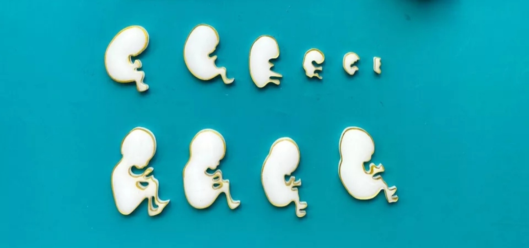 You are currently viewing Can Unused Embryos from IVF Be Destroyed?