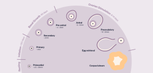 Read more about the article How Many Follicles Are Good for IVF?