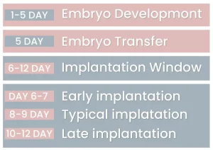 Read more about the article How Long After IVF Transfer Does Implantation Occur?