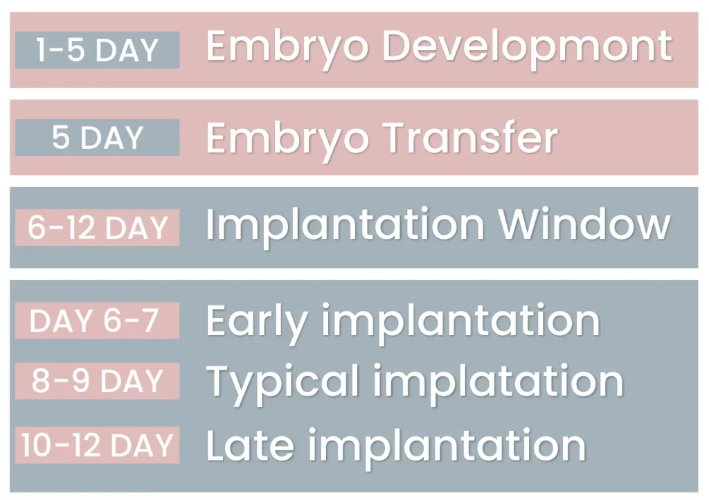 Read more about the article How Long After IVF Transfer Does Implantation Occur?