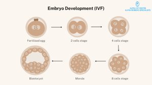 Read more about the article How Many Embryos Are Created in IVF? A Deep Dive into the Numbers and What They Mean for You